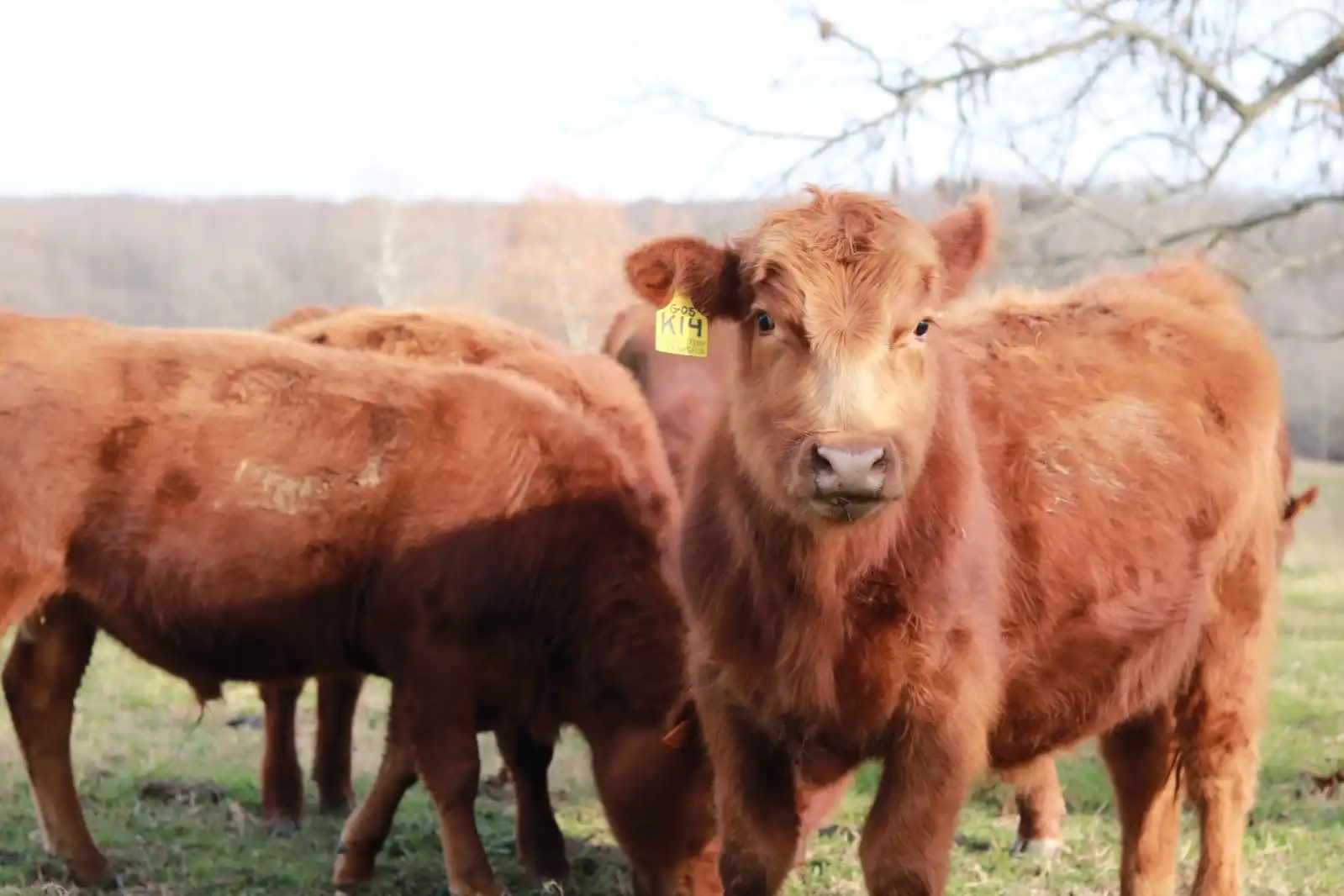 Spring Hills Ranch Thumbnail