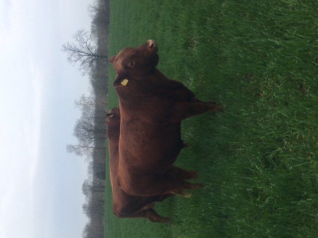 red angus bulls