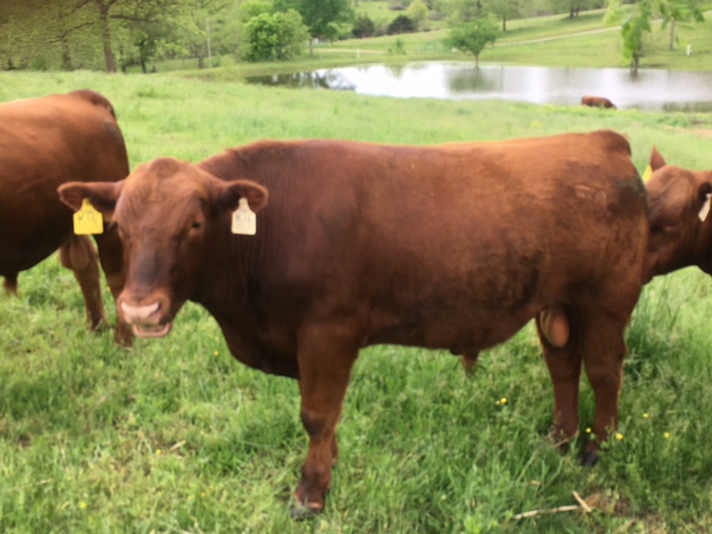 red angus bulls