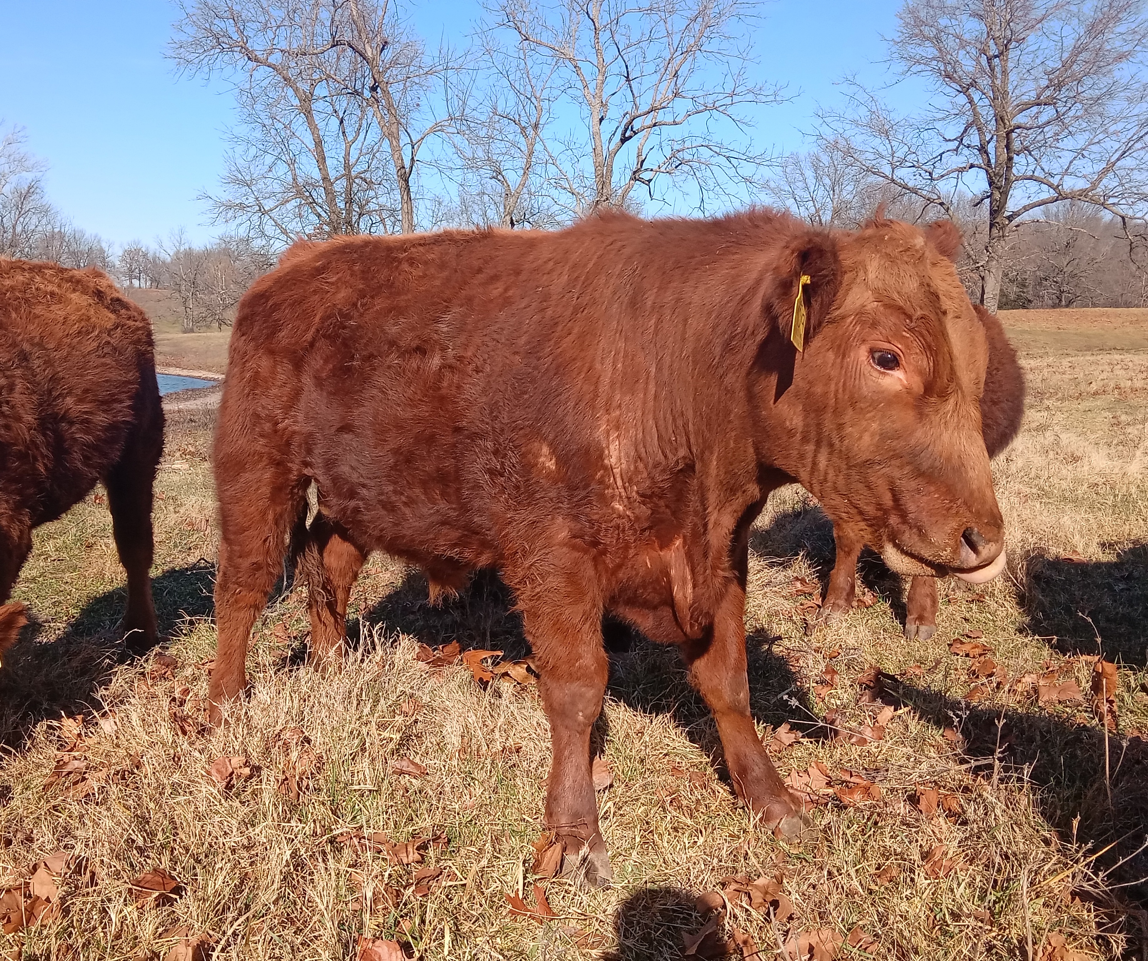 red angus bulls