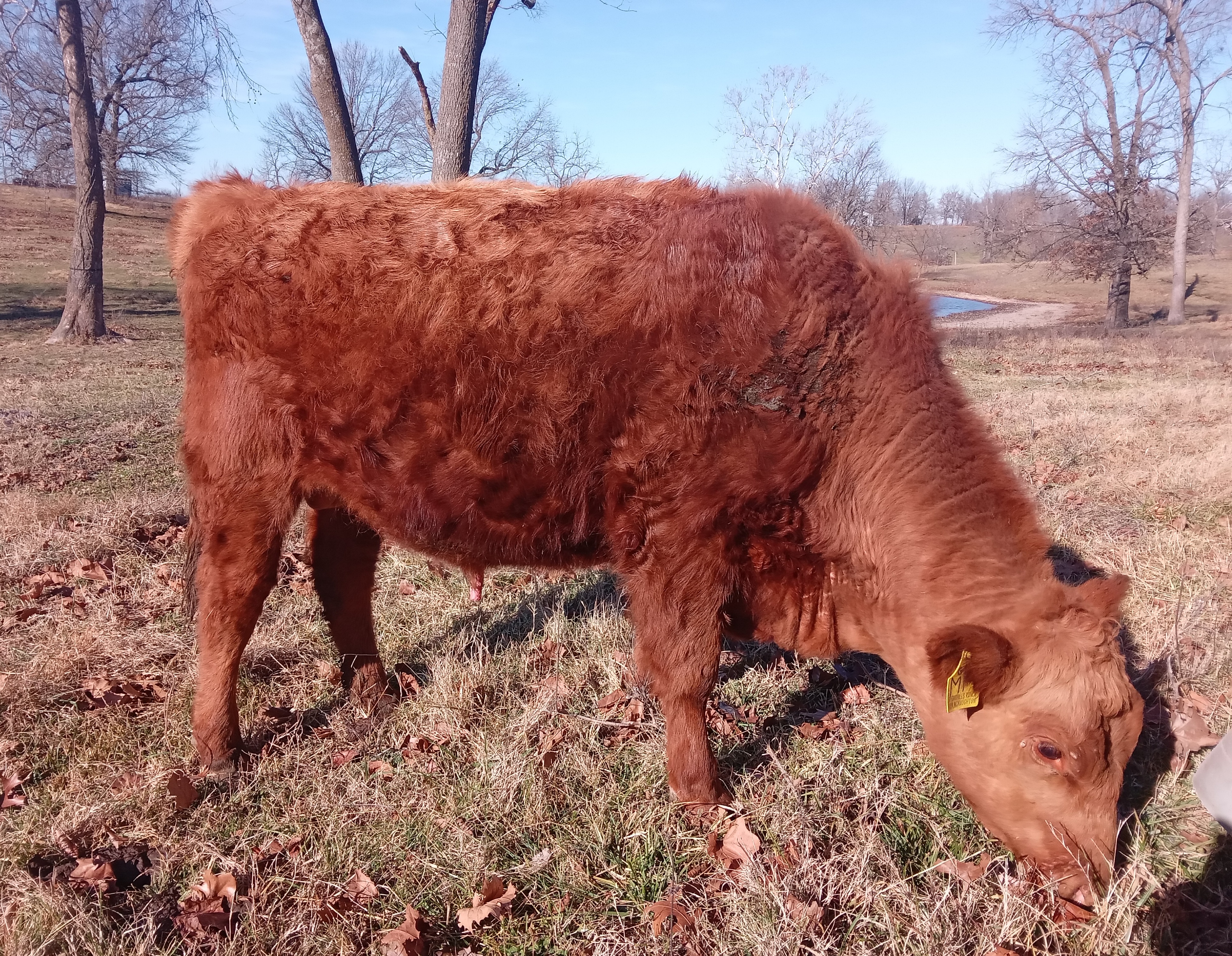 red angus bulls