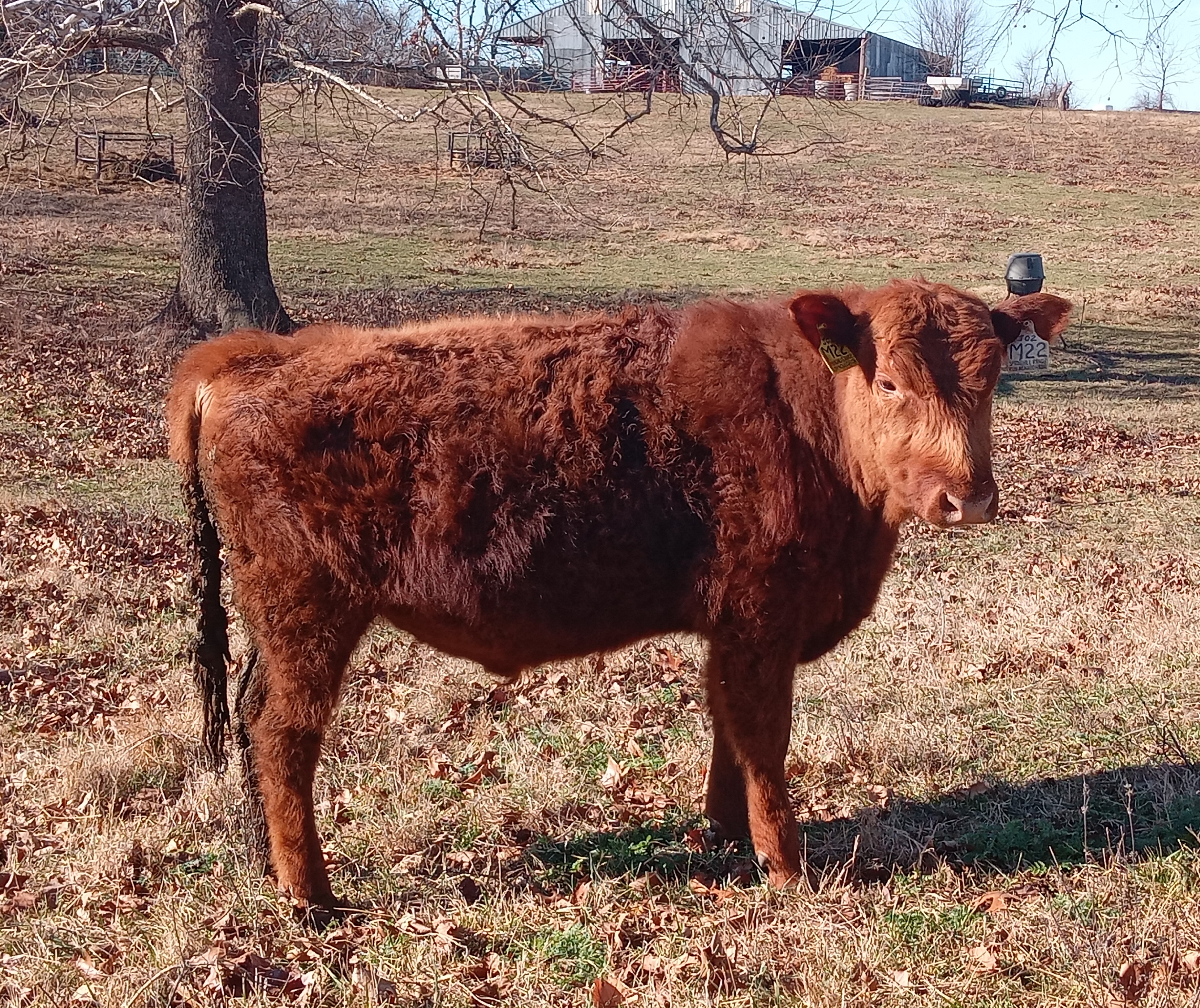 red angus bulls