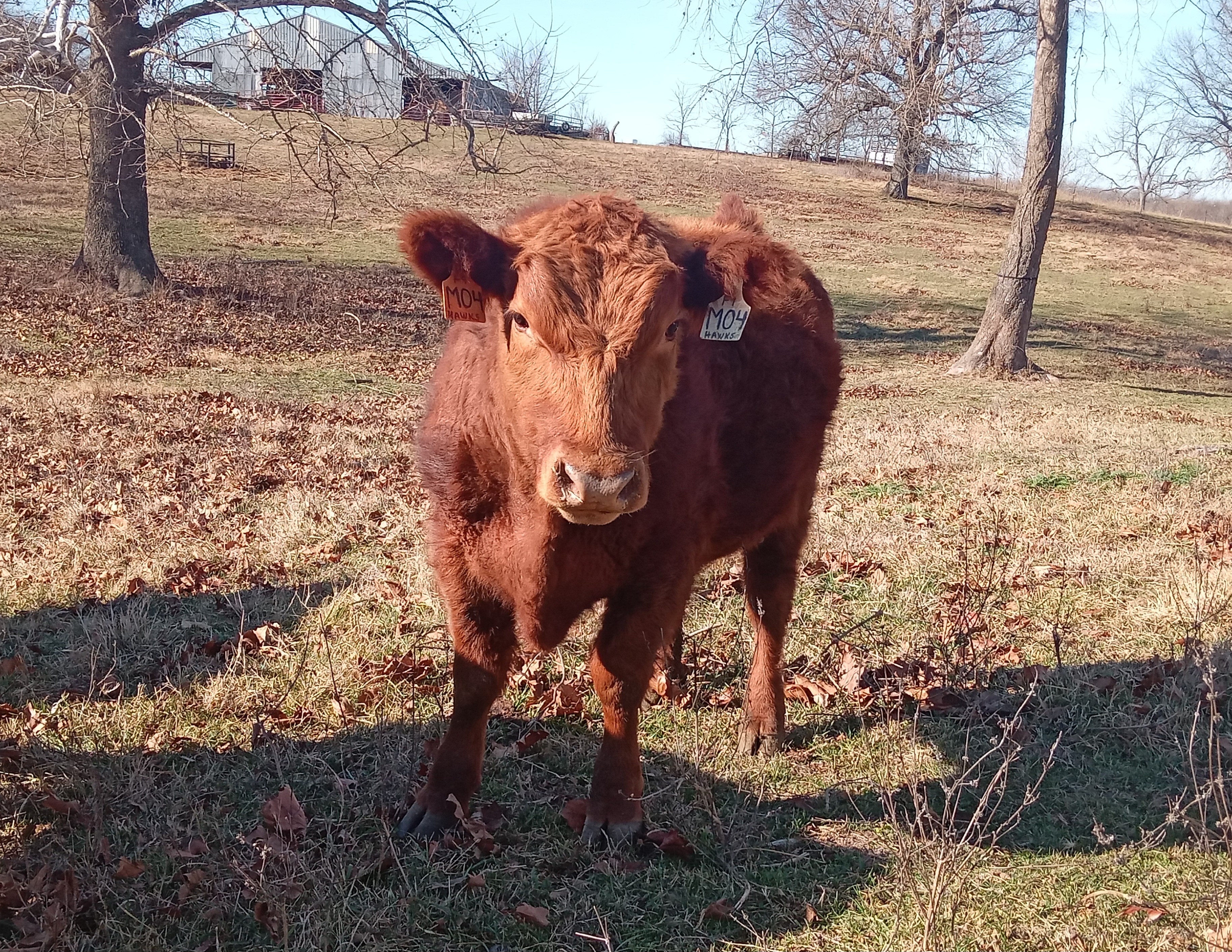 red angus bulls