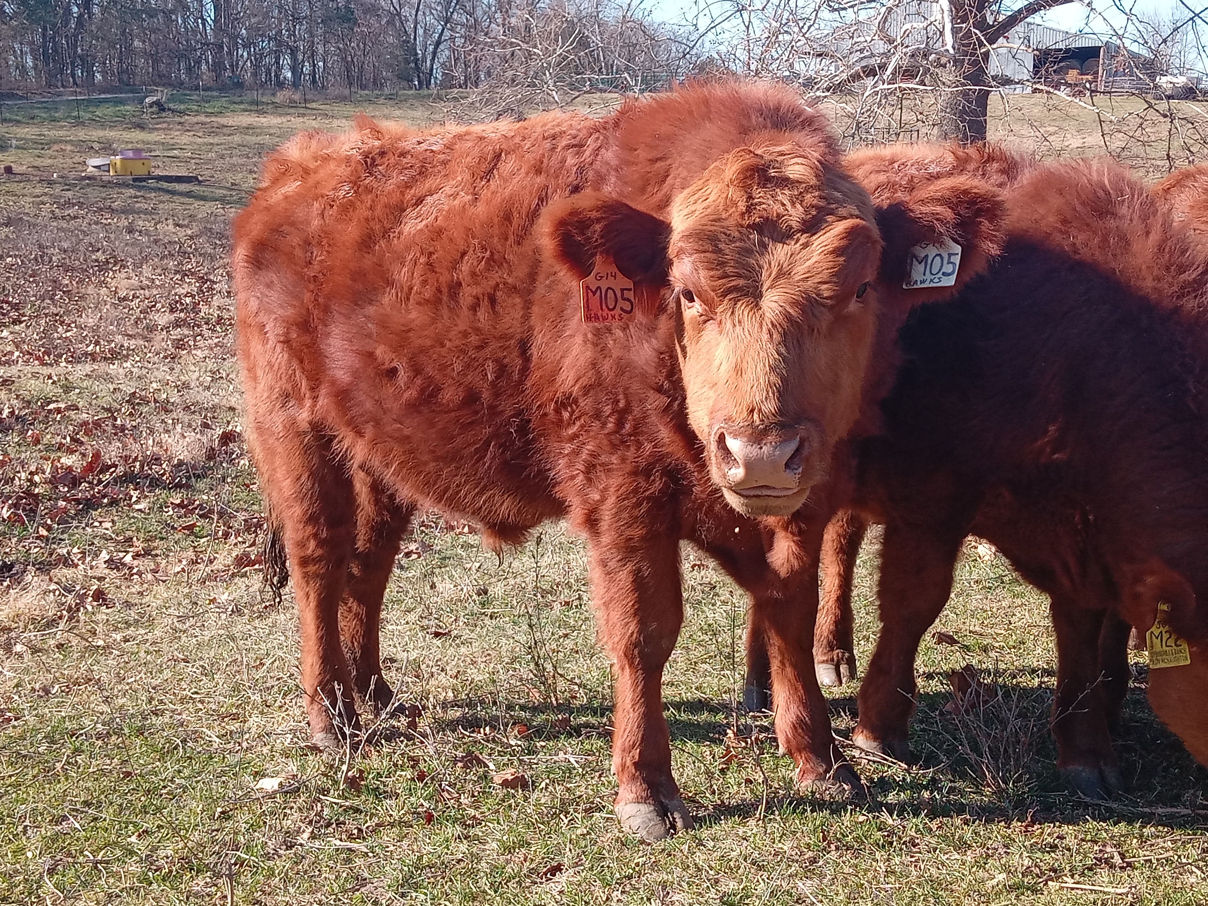 red angus bulls